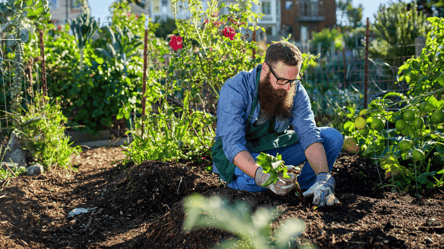 У що вірять досвідчені садівники — прикмети для щедрого сезону - 285x160