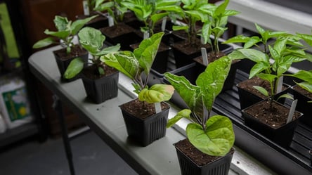 Секрет міцної розсади — правильний горщик і правильна посадка - 285x160