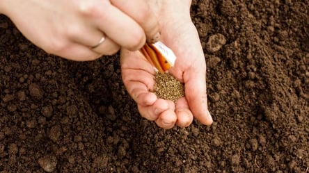 Когда сеять морковь под зиму в 2025 году — лунный календарь - 285x160