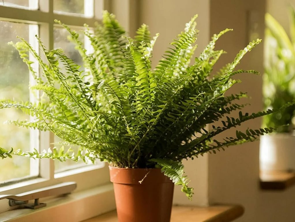 Папоротник