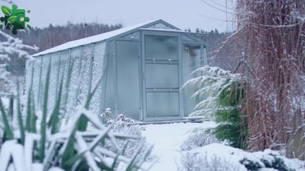 Що сіяти в теплиці взимку — найкращі рослини для січня - 285x160