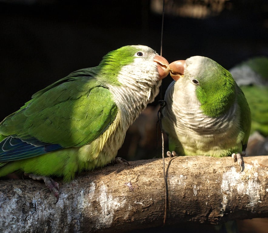 Папуги в зоопарку