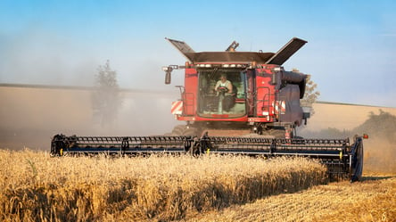 Ціни на зерно в Україні: скільки коштує пшениця у жовтні - 285x160