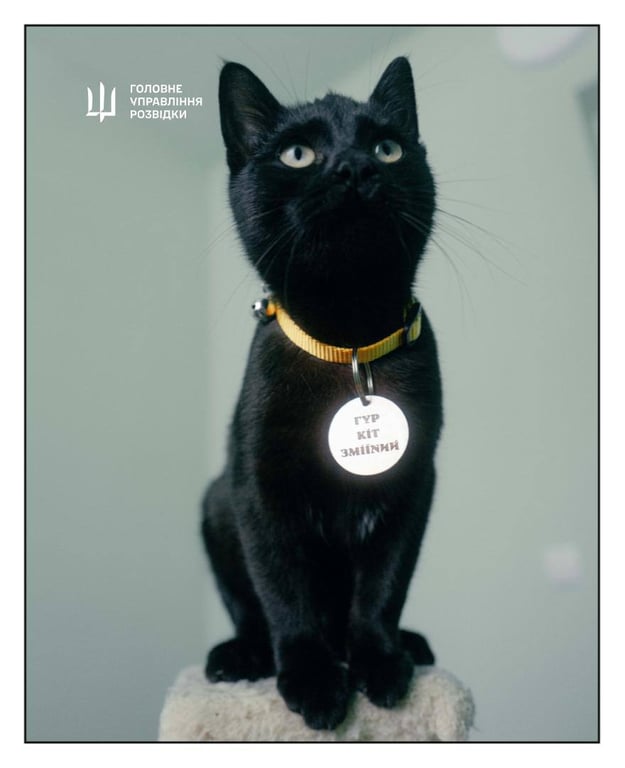 ГУР евакуювало котів зі Зміїного