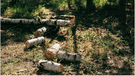 Самосев на земельном участке — можно ли рубить на дрова - 285x160