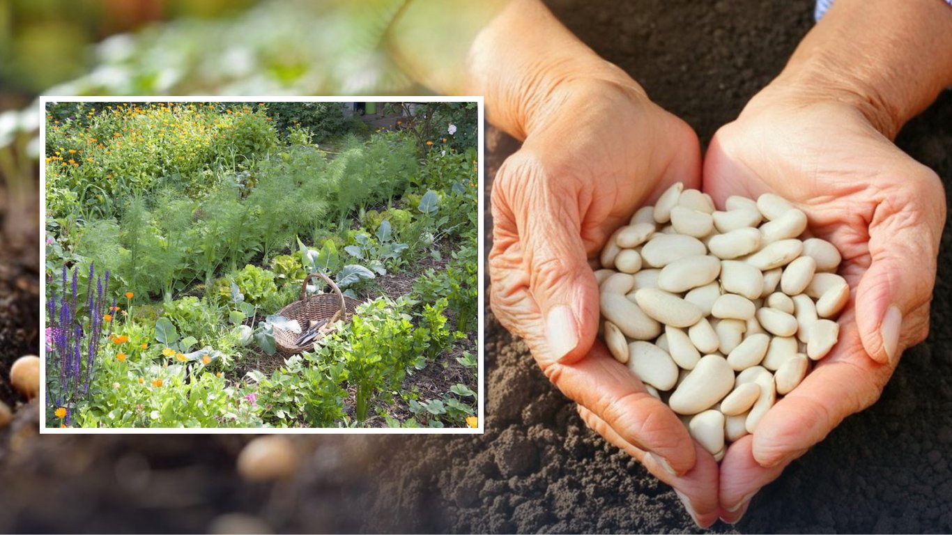 Что посадить рядом с фасолью: лучшие соседи для большого и вкусного урожая