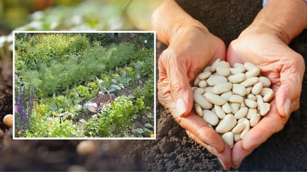 Посадите эти овощи возле фасоли: вкусный урожай будет вдвое больше - 285x160