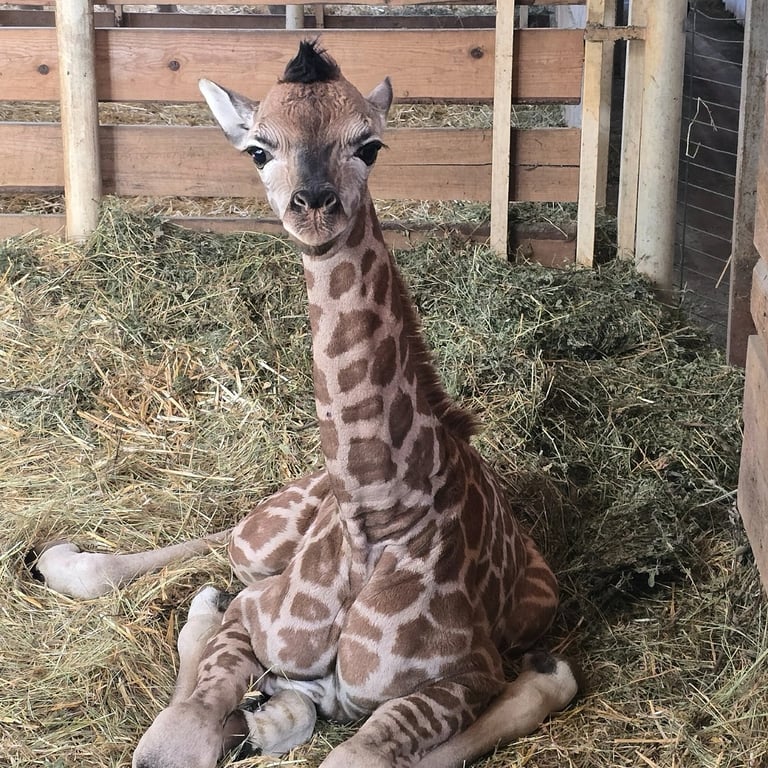 В Одеському "Біопарку" народилася перша в Україні жирафа-дівчинка - фото 4