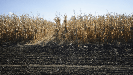 На ринку зерна оновлення цін — яка культура дорожчає - 285x160