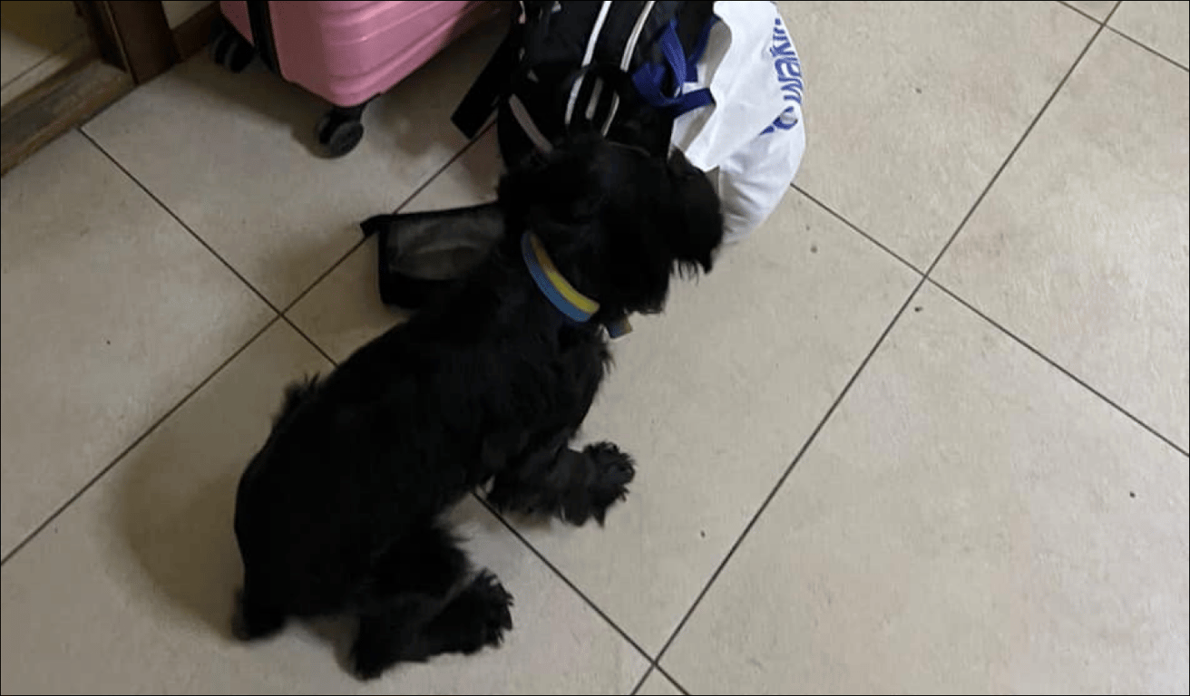 Спаниель помешал развлечениям — пограничники задержали одесситку - фото 1