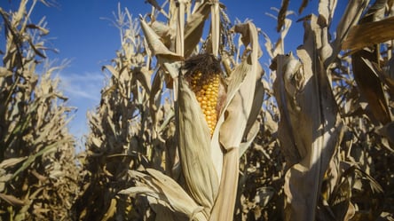 Кукурузы будет меньше — почему снизится урожай агрокультуры - 285x160