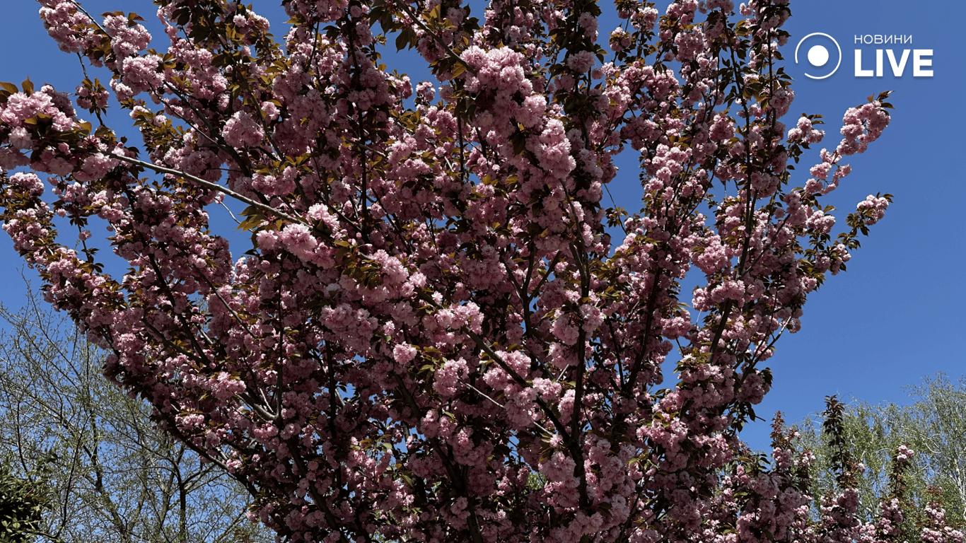 дерево сакури