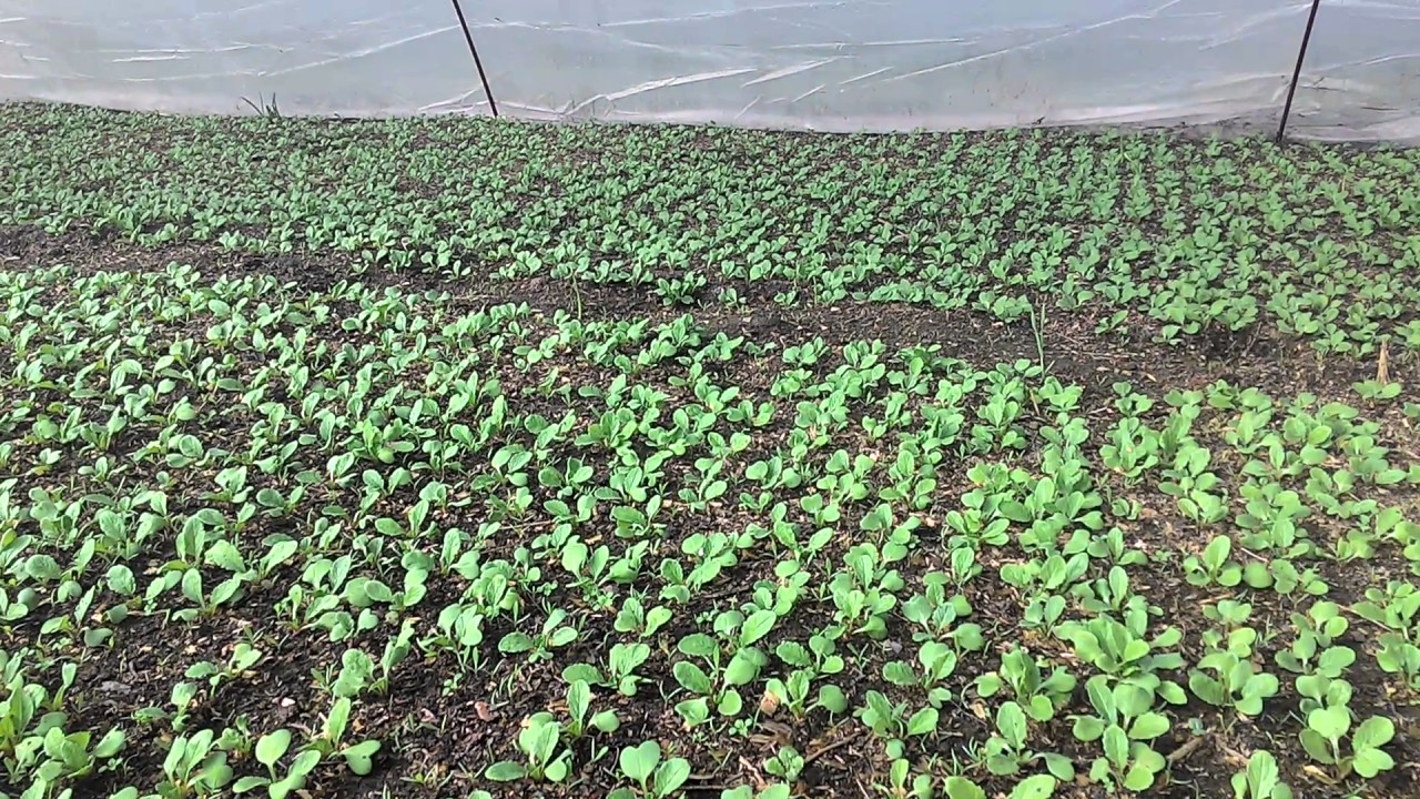 Выращивание редиса в теплице