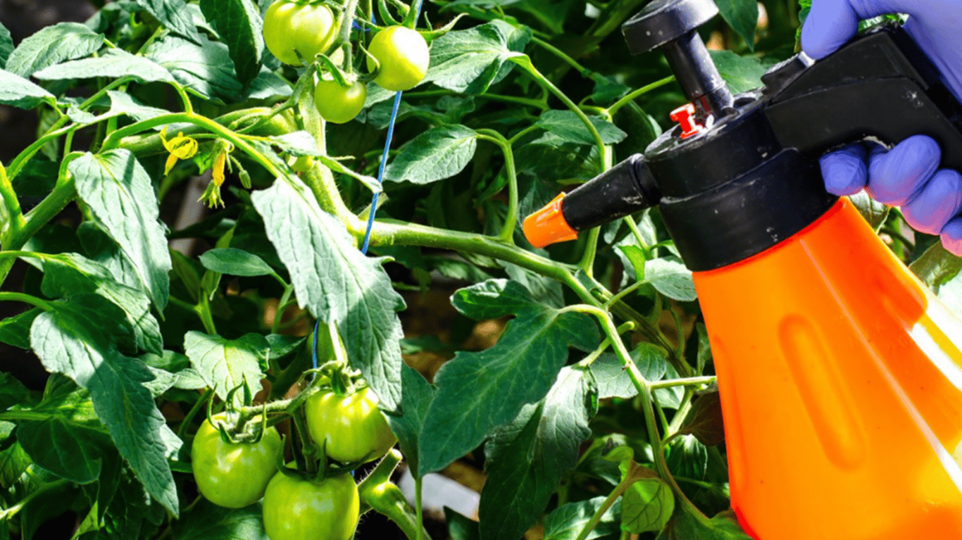 Обробка томатів.