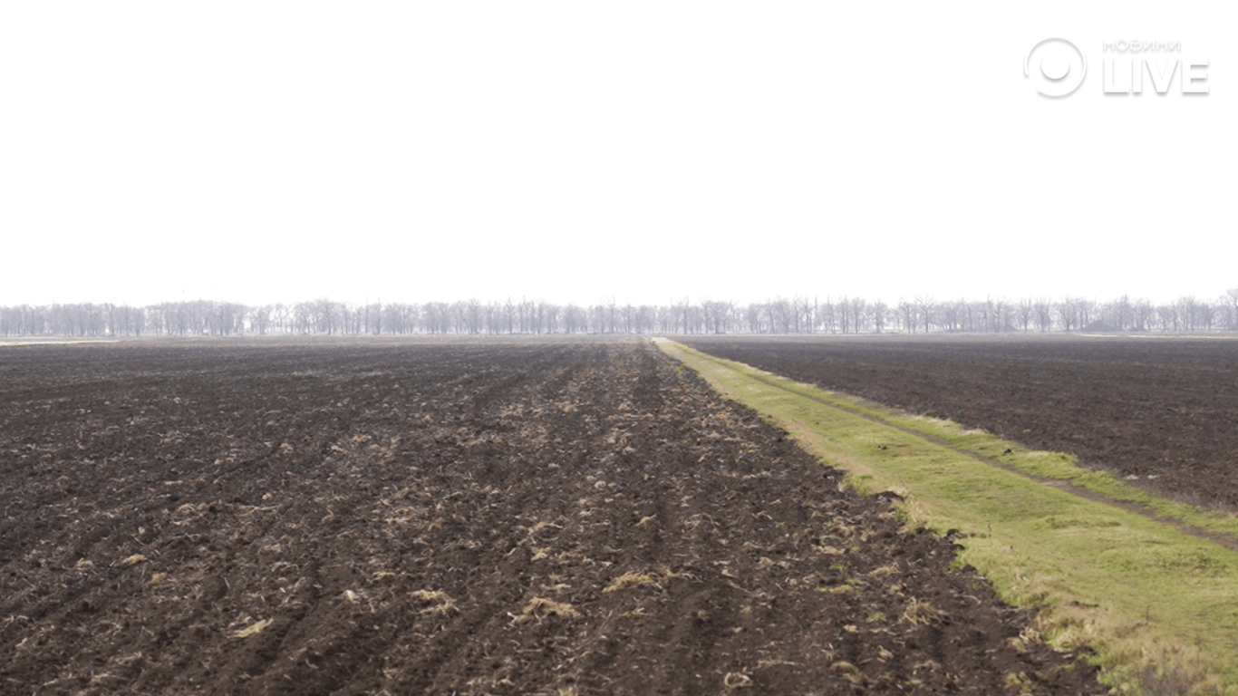 Підготовлені поля для посіву 