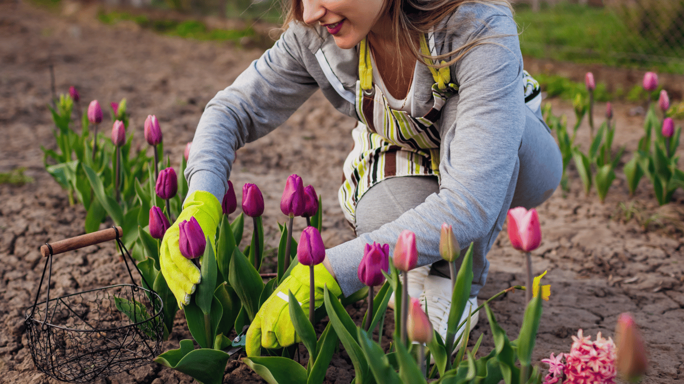 Що зробити з тюльпанами навесні, щоб отримати розкішні квіти на клумбі