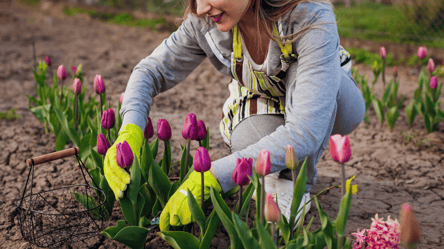 Зробіть це з тюльпанами навесні: секрет розкішних квітів на клумбі - 285x160