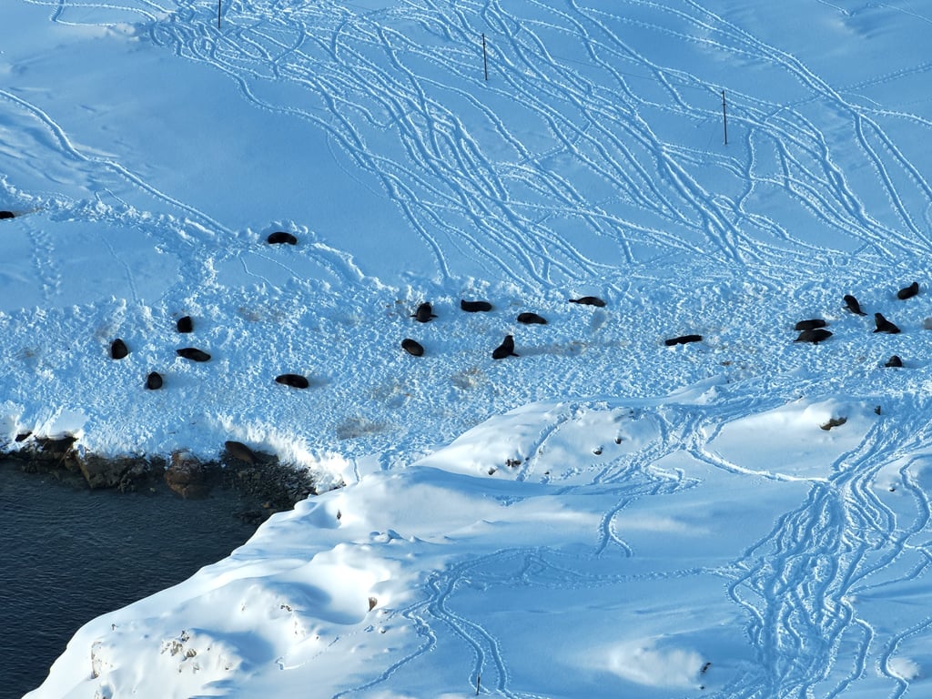 Морські котики біля станції 