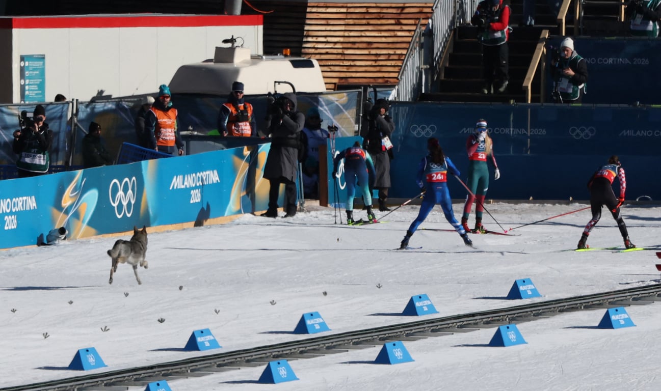 Собака на Олимпиаде-2026