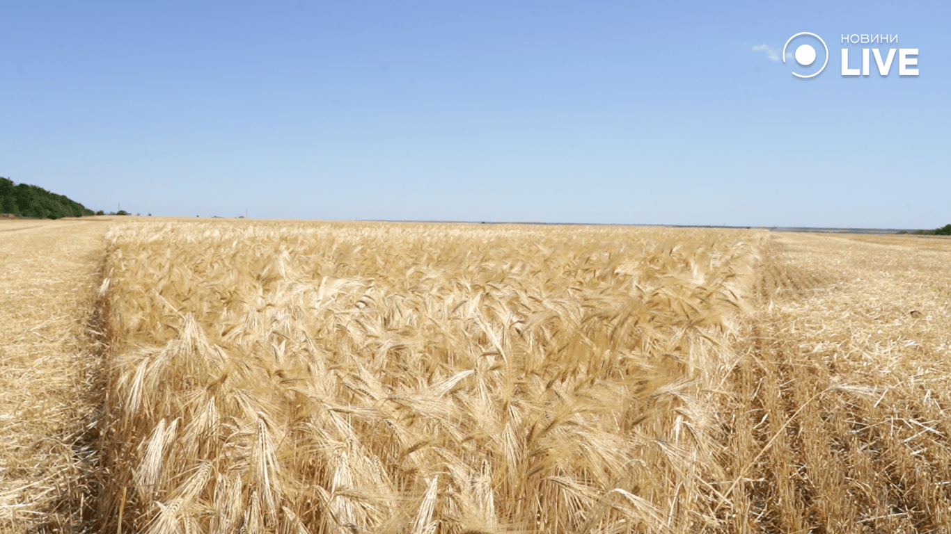 Засіяні пола на Одещиніі