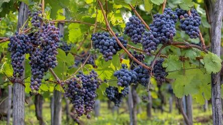 Виноградники в Украине — где самые большие масштабы выращивания - 285x160