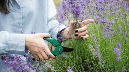 Как обрезать лаванду в летний сезон — несколько шагов к роскошным ароматным цветам - 290x166