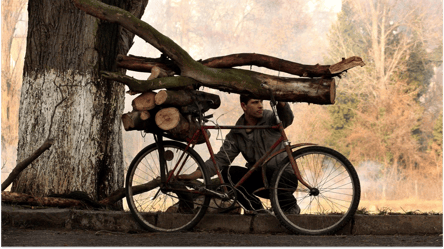 Дрова без документов — можно ли продать древесину из своего сада - 285x160