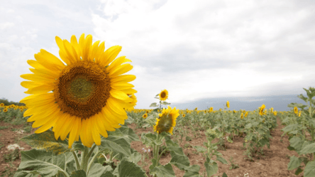 Ціни на соняшник різко впали — що стало причиною - 290x166