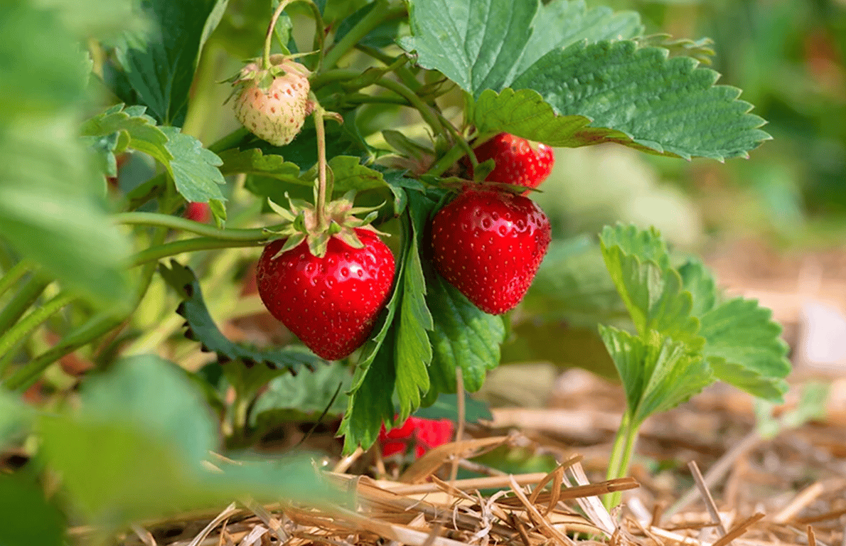 Куст клубники