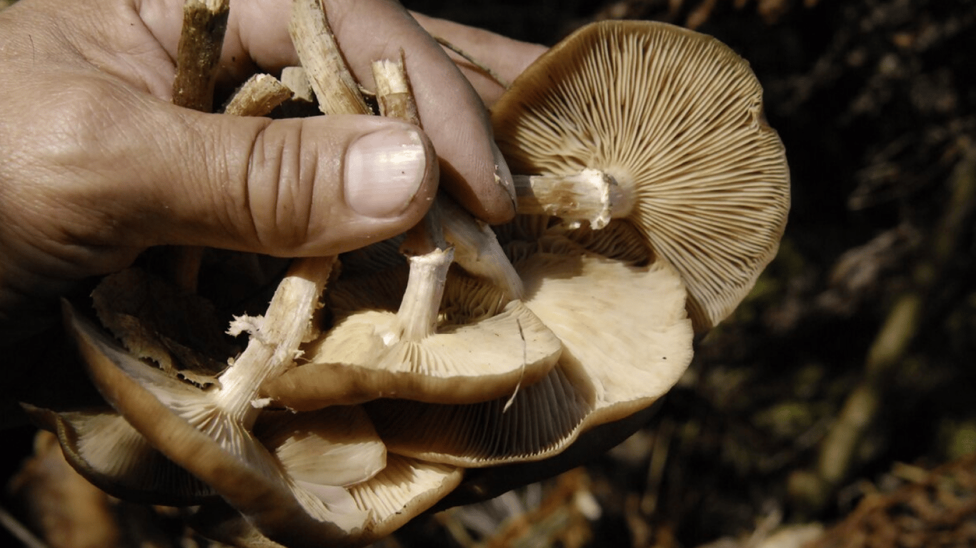 Как недоваренные грибы чуть не убили человека: шокирующее объяснение врачей