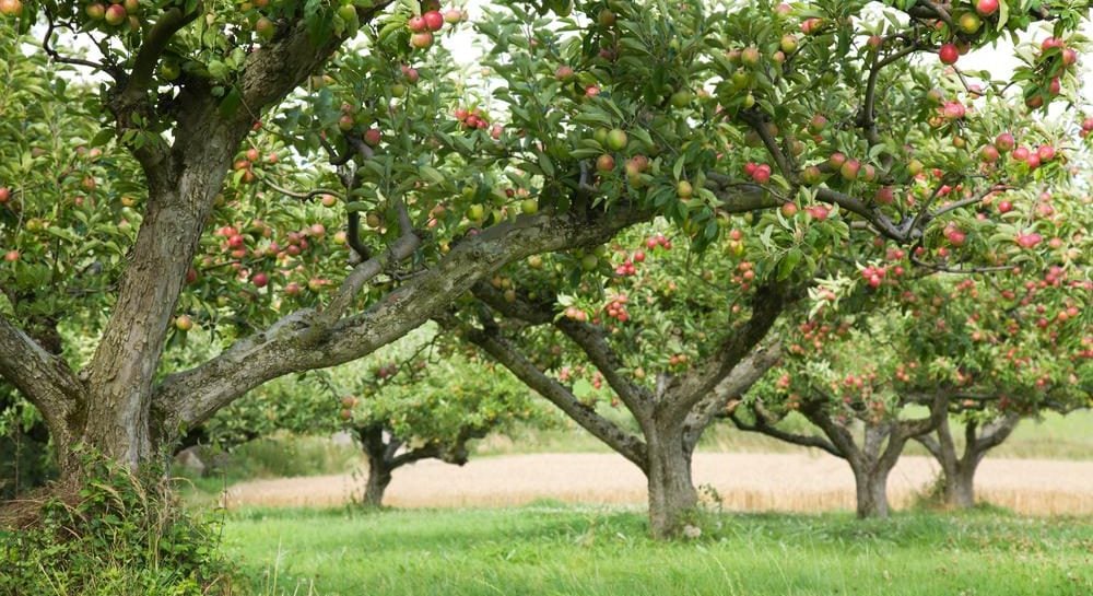 Несколько больших яблонь в саду