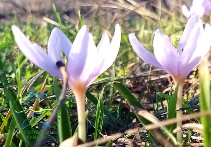 На Бесарабії зацвіли пізньоцвіти анкарського у басейні річки, що неподалік від Татарбунар