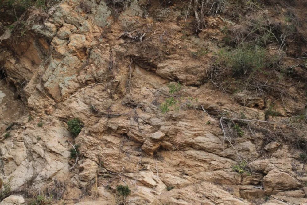 Всі бачать каміння на фото, але лише обдаровані знайдуть оленя за 10 секунд - фото 1