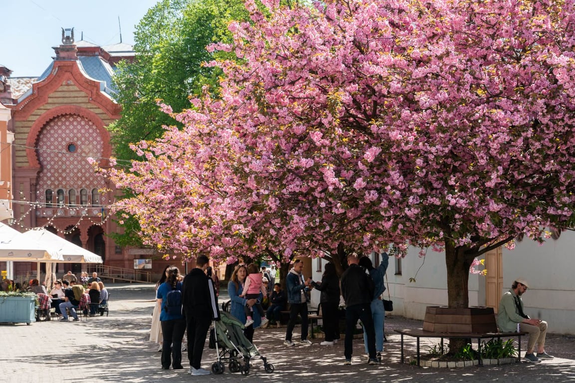 В Ужгороді щосили квітнуть сакури — яскраві фото - фото 4