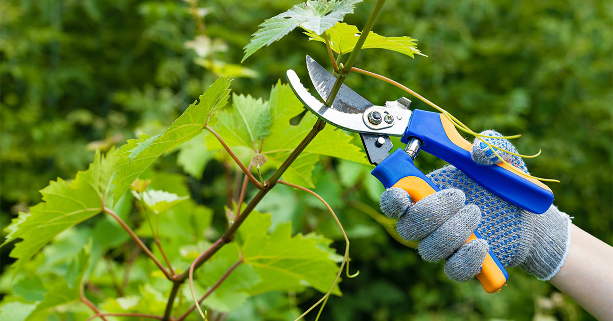 Людина підрізає виноград.