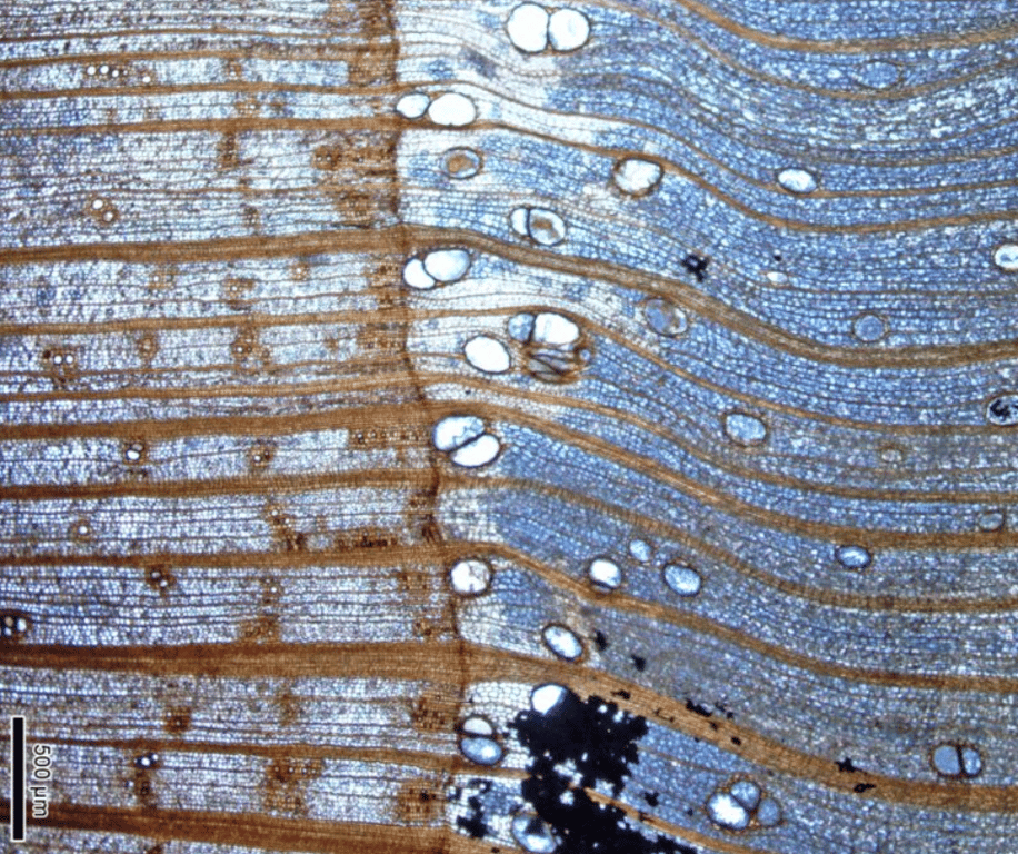 Кільця росту Wataria parvipora. Фото: sciencealert.com