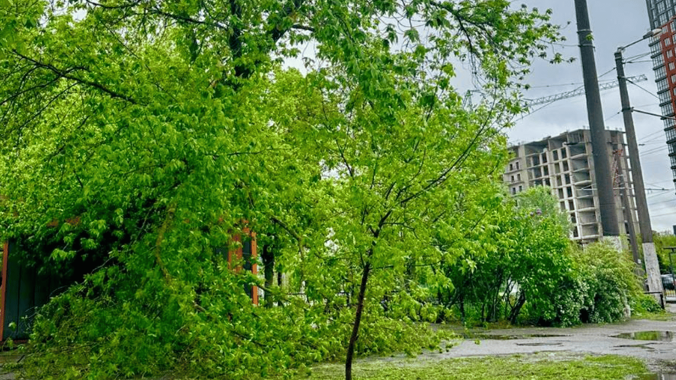 Деревопад та побиті автівки — в Одесі негода уже наробила біди - фото 1