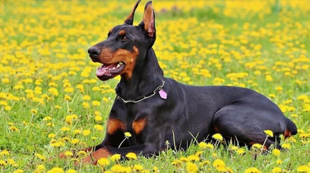 Новий закон з вигулу собак в Україні 2025 — розмір штрафу - 285x160