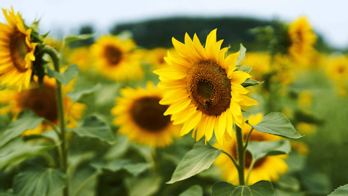 Чому соняшники категорично не можна садити на городі — як впливають на врожай