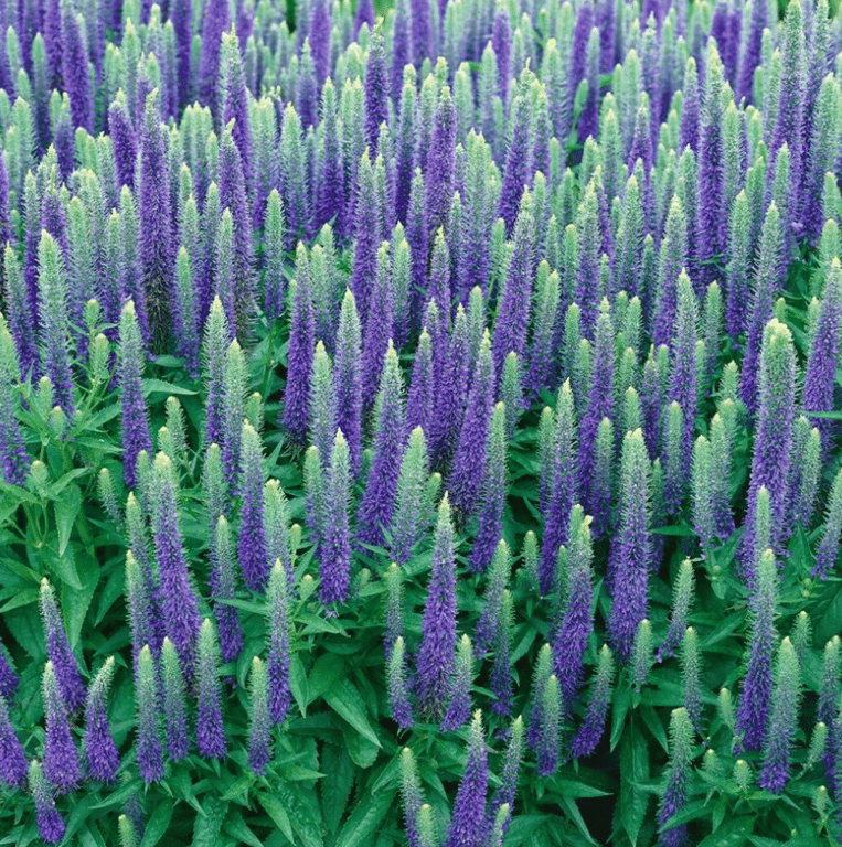 Вероника колосковая