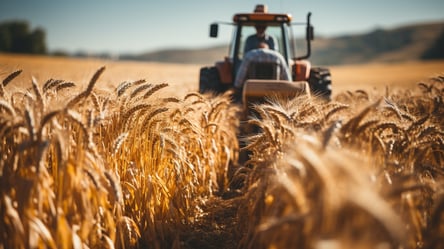В Україні падають ціни на зернові — скільки коштує кукурудза у червні - 285x160
