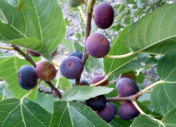 Несколько плодов на инжирном дереве