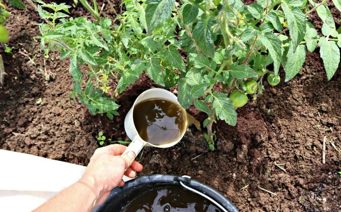 Процесс подкормки помидоров на огороде