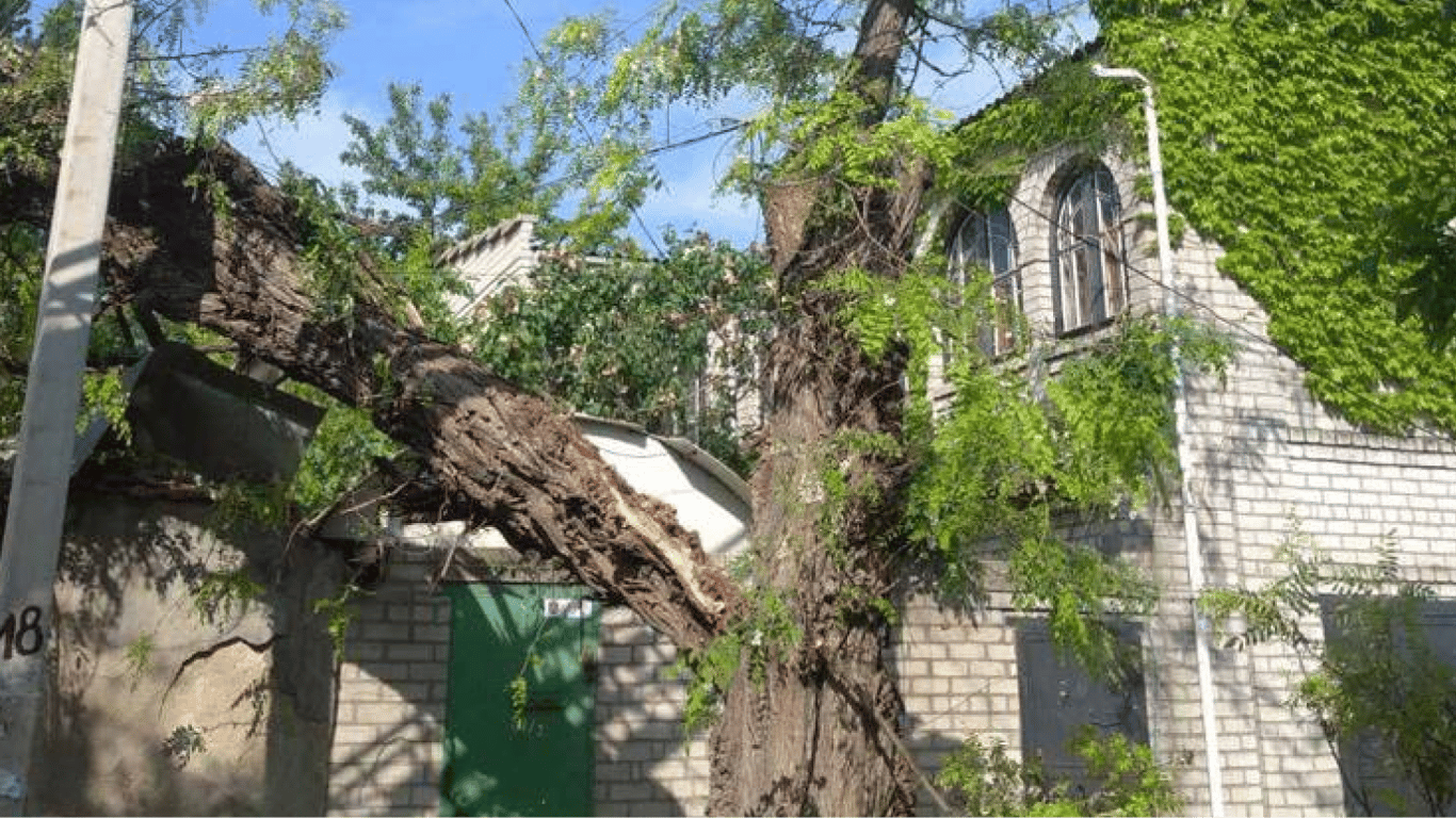 Непогода в Одессе: падение деревьев и штормовое предупреждение