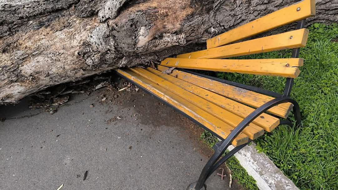 В Одесі деревопад — міськрада попереджає про небезпеку - фото 3