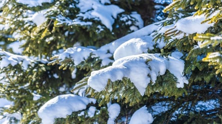 Снежная опасность — когда сад страдает от избытка осадков - 285x160