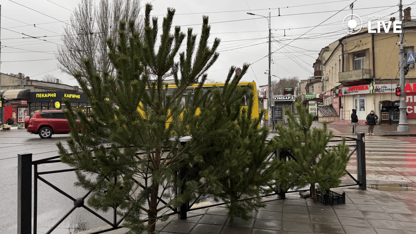 Скільки коштують ялинки в Одесі у 2025 році — огляд локацій - фото 1