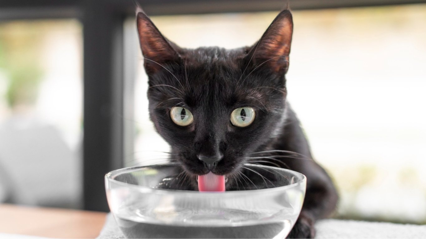 Как часто менять воду коту — простые советы для здоровья мурчика