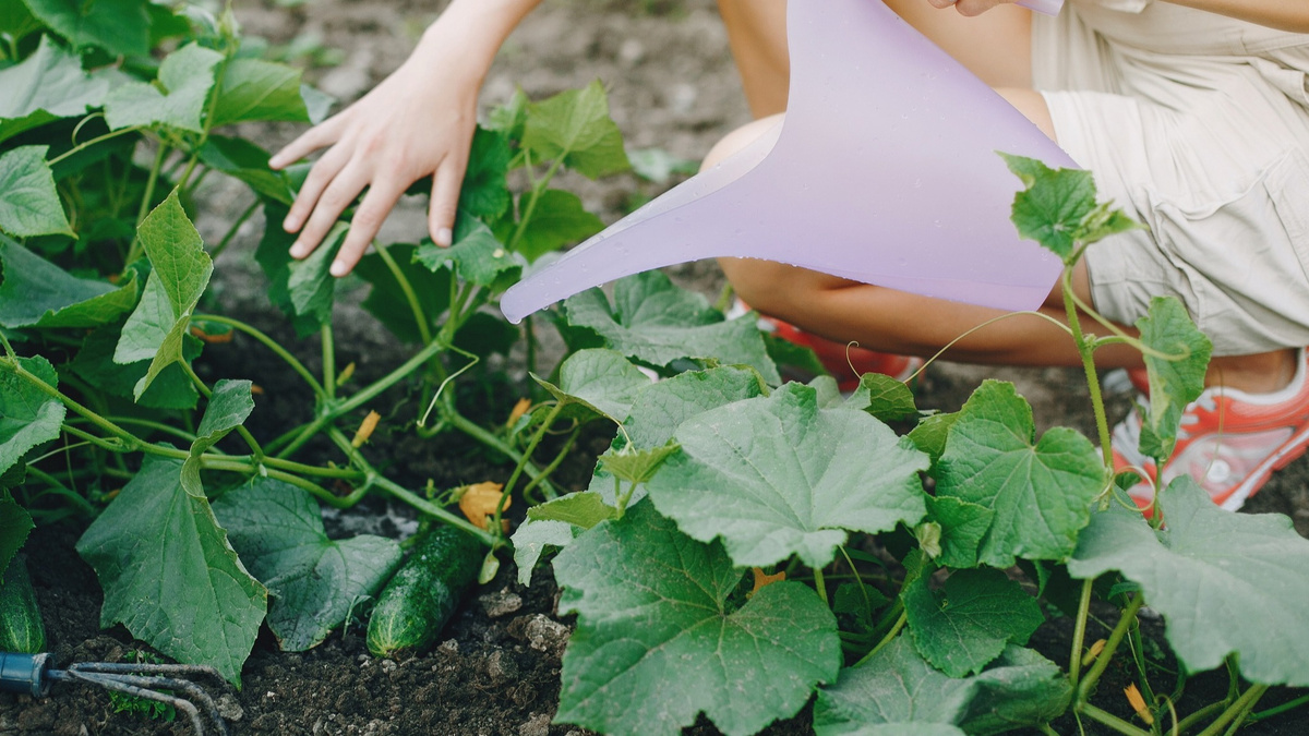 Процесс полива огурцов на огороде