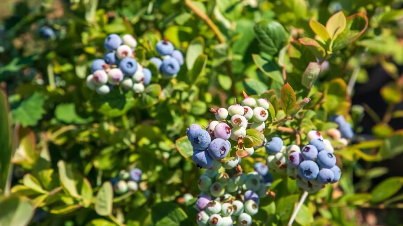 Кущ чорниці з ягодами в саду.